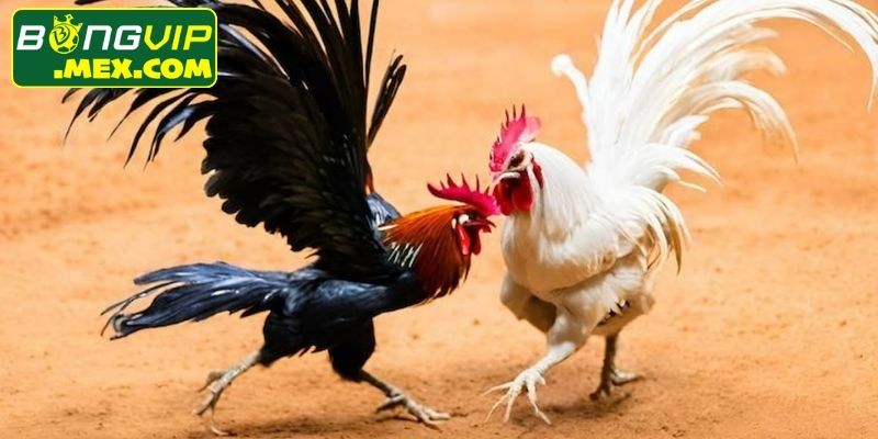 Đá gà cựa dao Bongvip nổi bật với nhịp đấu nhanh
