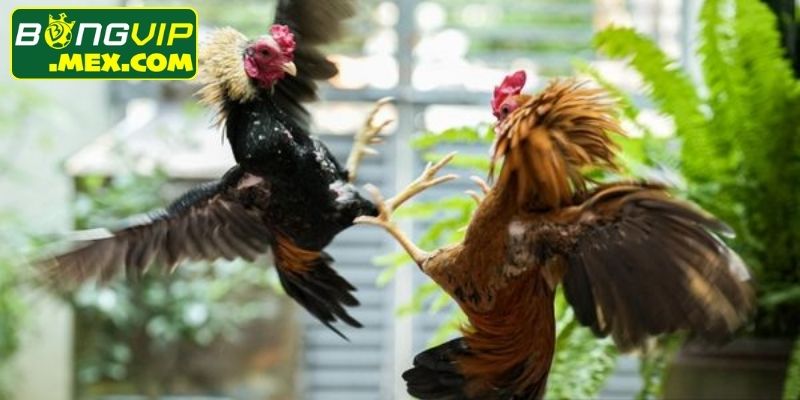 Nhịp độ nhanh là điểm đặc trưng trong đá gà cựa dao