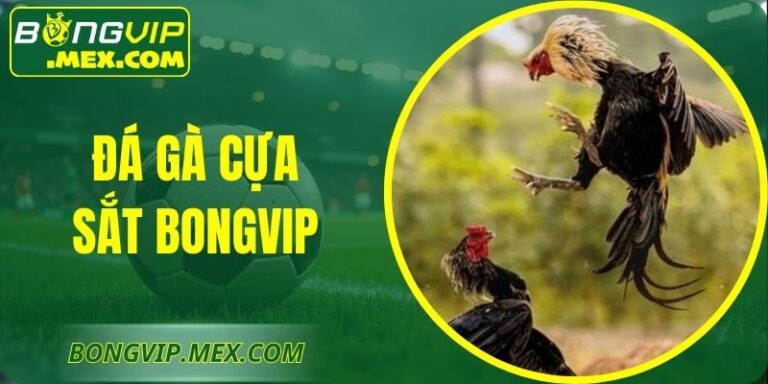 Đá Gà Cựa Sắt Bongvip – Đấu Kỹ Thuật Và Thể Lực Bền Bỉ