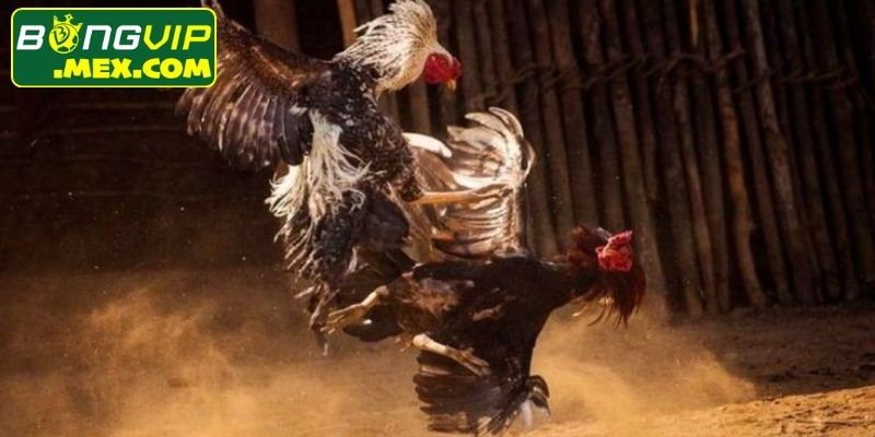 Ba cửa cược rõ ràng giúp hội viên dễ phân tích