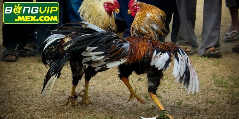 Đá gà cựa sắt Bongvip hấp dẫn với chiến thuật phòng thủ