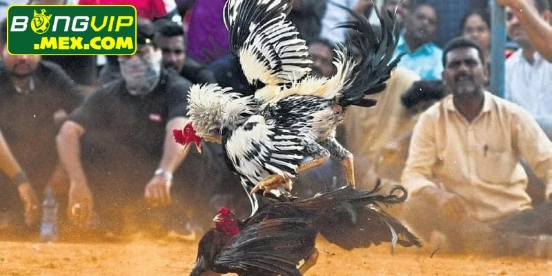 Luật đá gà cựa sắt Bongvip thiên về kiểm soát và thể lực bền