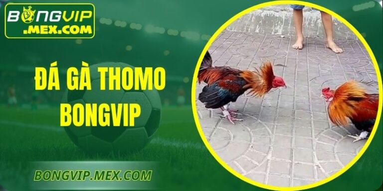Đá Gà Thomo Bongvip – Trận Chiến Hợp Pháp Tại Đấu Trường