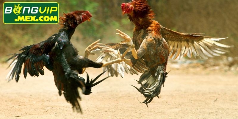 Quy tắc dùng cựa được kiểm soát nghiêm ngặt