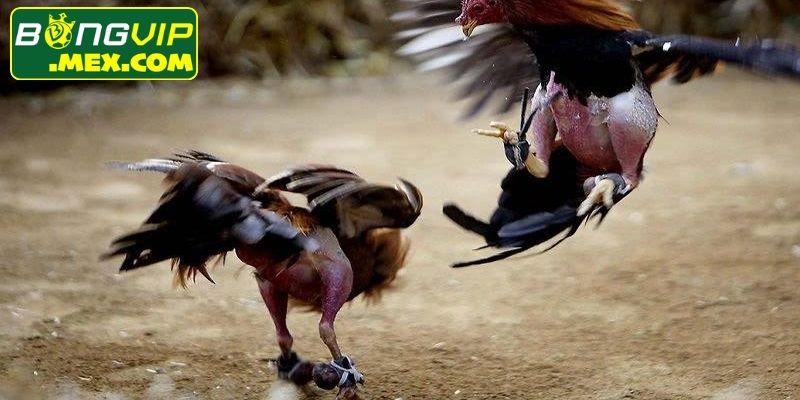 Sàn đấu được bố trí theo quy chuẩn chuyên nghiệp