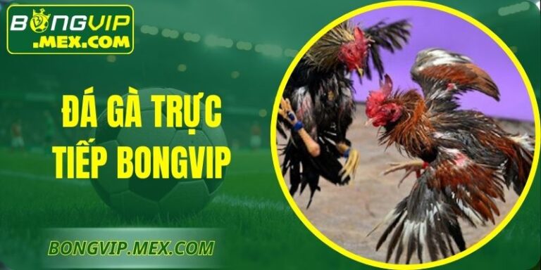 Đá Gà Trực Tiếp Bongvip – Cận Cảnh Đấu Trường Kịch Tính