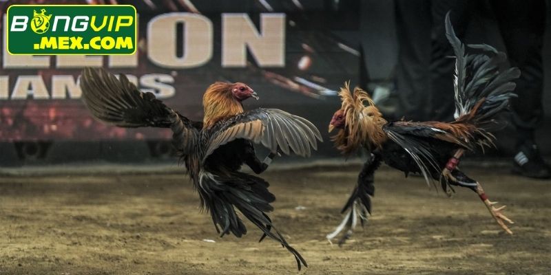 Kinh nghiệm dự đoán chiến kê giúp nâng cao tỷ lệ thắng